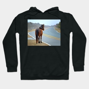 Assateague Pony Looking Down the Road Hoodie